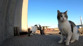 サバシロ猫が港で開催される猫集会に案内してくれた