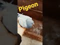 Pigeon#short#youtube#short#video