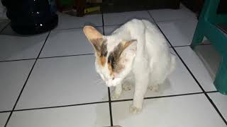 HOW TO PREVENT AND STOP CAT TRAUMA