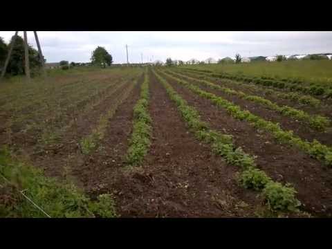 Смерть бурьянам . МоторСич и Сапазин помогут :) .