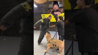 Kya Bully Apne Owner Ko Bacha Payga ?