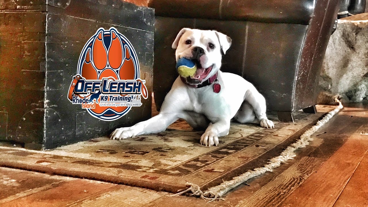 Providence/Bakersfield Dog Trainers Bulldog Mix Nala Amazing