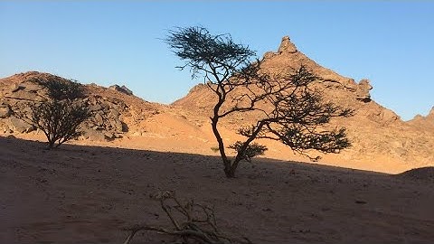 سورة الفرقان | " أَلَمْ تَرَ إِلَىٰ رَبِّكَ كَيْفَ مَدَّ الظِّلَّ وَلَوْ شَاءَ لَجَعَلَهُ سَاكِنًا..