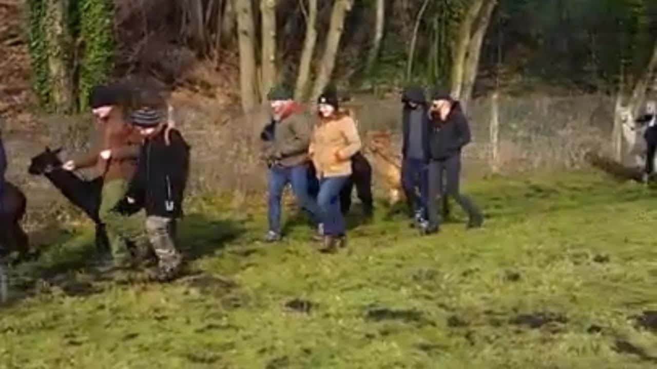 Alpaca Walking Snaresbrook at Hensting Alpacas 07876234399 Alpaca Walking Snaresbrook