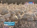 В Новосибирской области начали заготовку гусей к н