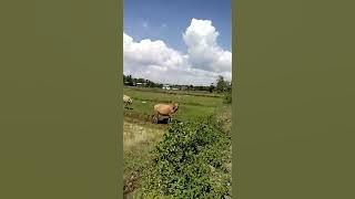 Story Wa!! Ngakak (Hey Tayo) 😂