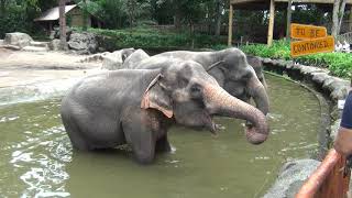 All Wild Animals That You Can See at Singapore Zoo / Все дикие животные сингапурского зоопарка