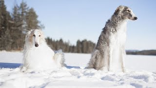 10 Gorgeous Russian Dog Breeds by IPet Guides 121 views 10 days ago 5 minutes, 1 second