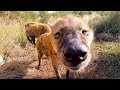 Meet The Hyenas Part 2 | The Lion Whisperer