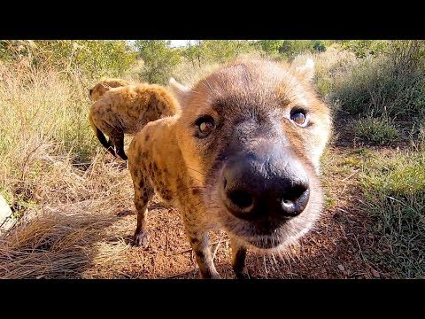 meet-the-hyenas-part-2-|-the-lion-whisperer