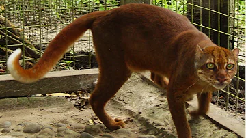 ¿Cuál es el animal más parecido al gato?