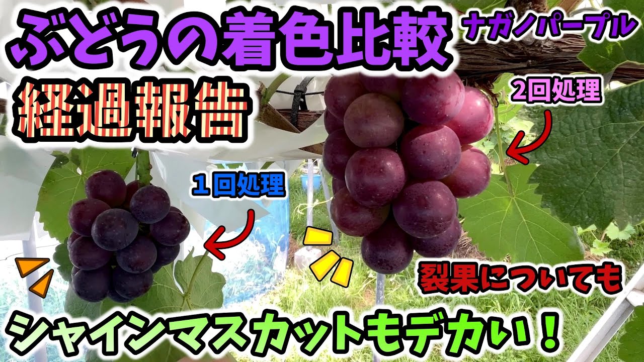 【🍇ぶどう】着色比較の経過報告と裂果について。シャインマスカットも順調。マイハートのジャングルと化した園より報告！【158回目】佐賀県吉野ヶ里町で果樹栽培日誌