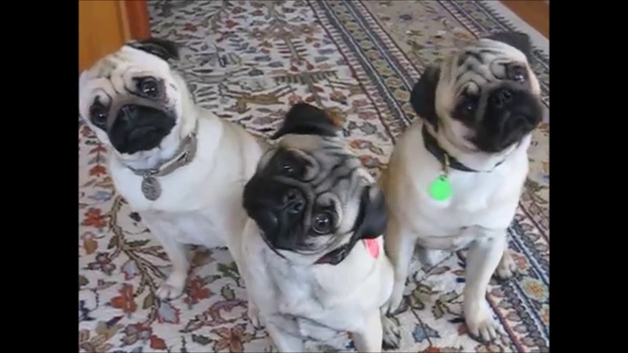 5x Nejvtipnější mops / Funny pug YouTube
