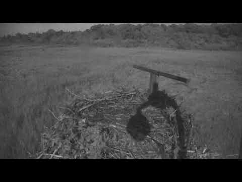 camera iphone 8 plus apk Cape Cod Museum of Natural History Live Stream