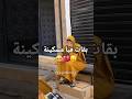 الله ياخد فيها الحق على الاقل قوليها للسيدة الله ياخد فيها الحق على الاقل قوليها للسيدة