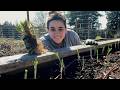 Plant Now and Eat all Winter!