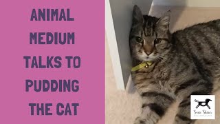 Animal Psychic Talks To Pudding The Cat | Susie Shiner | Animal Communicator