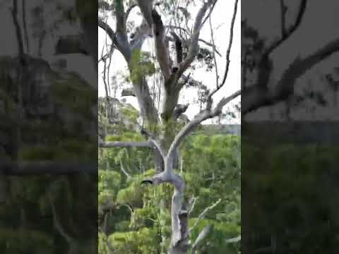 Video: Avstraliya Ağac Qıjı Nəqli Bələdçisi – Ağac Qıjısının köçürülməsi haqqında məlumat əldə edin