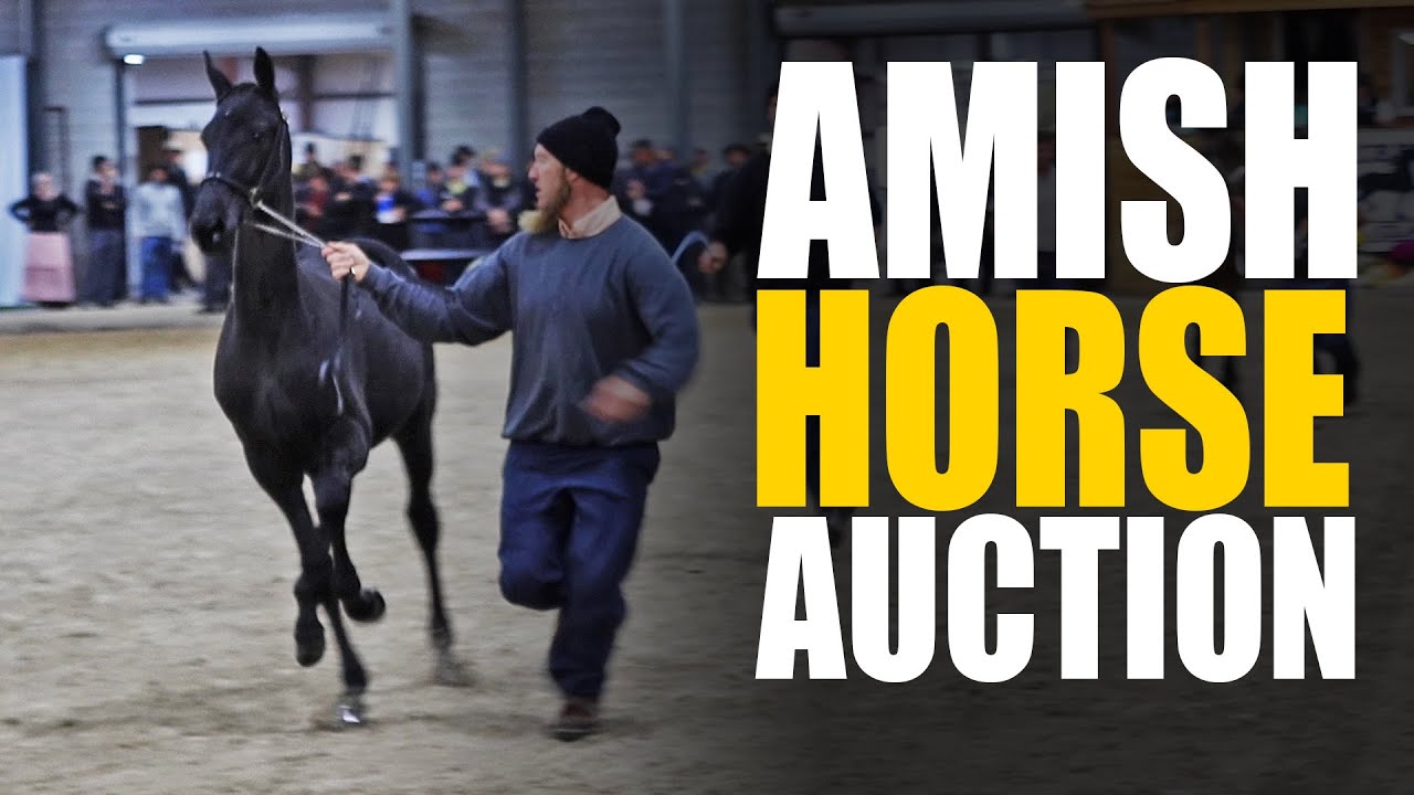 Tour a HUGE Amish Horse Auction! YouTube