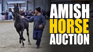 Tour a HUGE Amish Horse Auction!