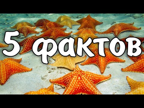 Video: 5 faktov o záberoch krásy