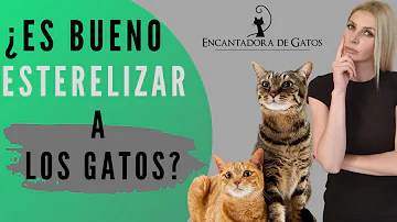 ¿Qué ocurre si no esterilizas a tu gato?