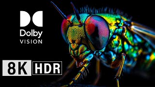 SUPER MACRO WORLD 8K HDR 120FPS Dolby Vision / Ultra HD 8K TV