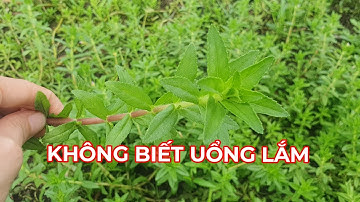 Sỏi thận,Sỏi bàng quang, tiết niệu...có rau này  cô bác không phải lo các loại Sỏi.