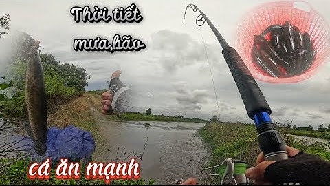 Đi câu ngày mưa,bão Cá ăn mạnh l Câu rê(lure)cá lóc đồng bằng nhái thật