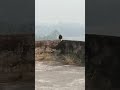 #realeagle#scary bird#big bird#amazing 🫡🫡🫡🫡