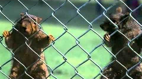 Why We Thugs Video by Ice Cube