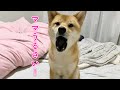 夜中に吠えたので叱ったら逆ギレしてくる反抗期な柴犬が可愛い