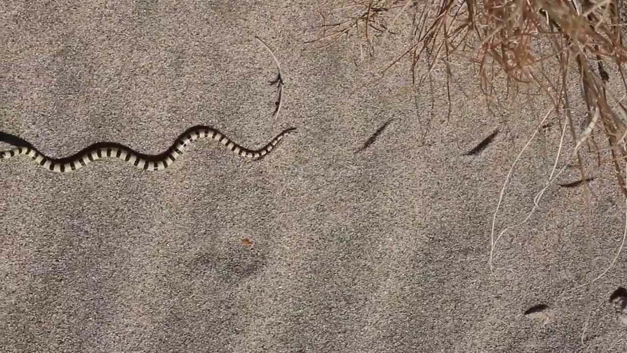 Shovelnosed snake moving 1 YouTube