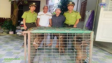 A Lưới: Một người dân cùng lúc giao nộp 3 cá thể động vật hoang dã quý hiếm
