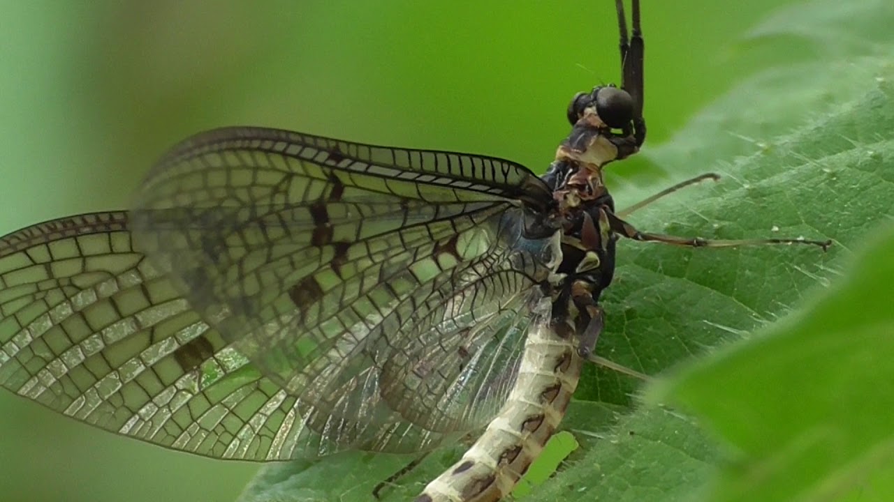 blütenpflanzen unterrichtsentwurf Mayfly. Eintagsfliege