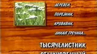 ТЫСЯЧЕЛИСТНИК ОБЫКНОВЕННЫЙ ТЫСЯЧЕЛИСТНИК ОБЫКНОВЕННЫЙ