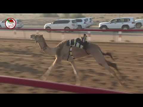 سباق الإيذاع بميدان الهباب الأحد 2025 03 16 الشوط 7 الشاهينية ل عبدون سعيد أحمد المحاربي 8 05