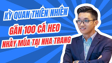 Kỳ quan thiên nhiên: Gần 100 cá heo nhảy múa tại Vịnh Nha Trang