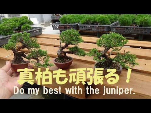【大品　ビバ盆栽】真柏　　　　　　⭕改作しました、希少❗ wabi-sabi_101312ag
