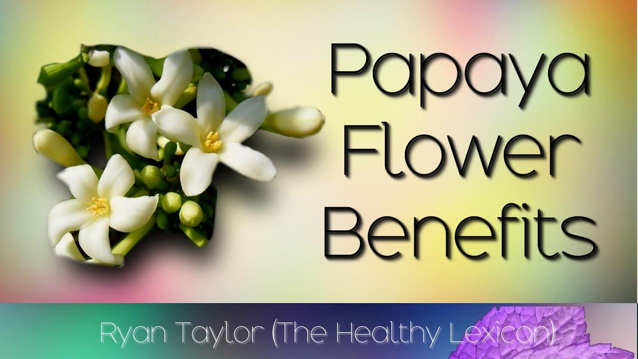 Papaya Flower Benefits YouTube