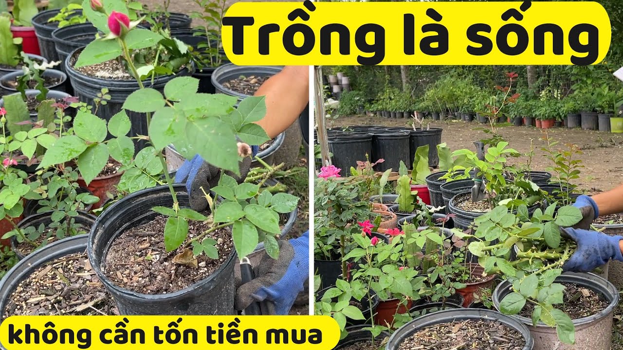 #323: Как очень просто вырастить розы из черенков