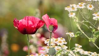 Helens Secret Garden