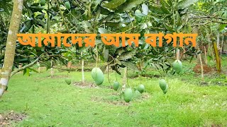Shatakhali, Shalikha, Magura, Mango Orchard, Bangladesh শতখল,শলখ,মগর,আম বগন