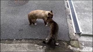Super Brutal Cat Fights