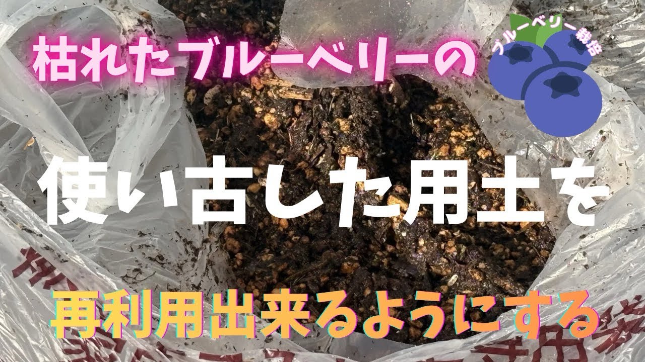 【ブルーベリー栽培】使い古したブルーベリー用土を再生しました。