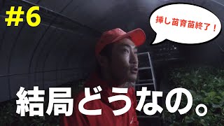 【いちご育苗　Final】　＃６　挿し苗して良かったこと、悪かったこと。