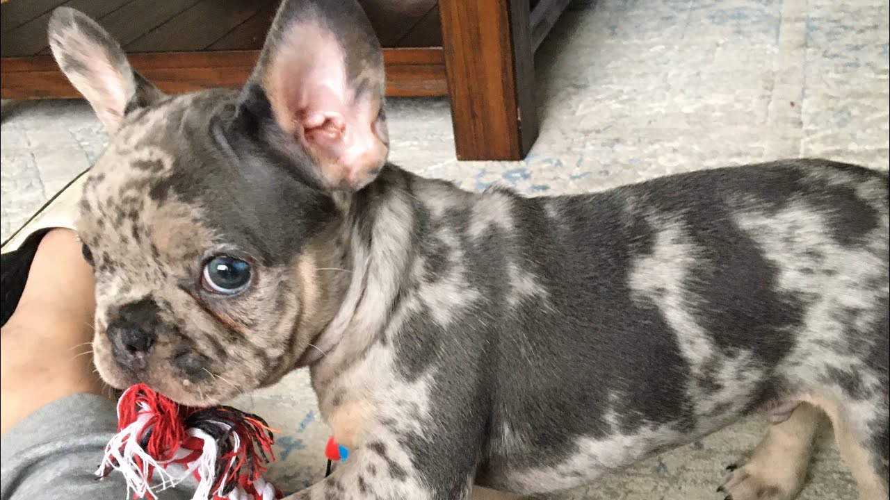 KOBE’S FIRST DAY HOME!! (BLUE MERLE FRENCH BULLDOG)!!