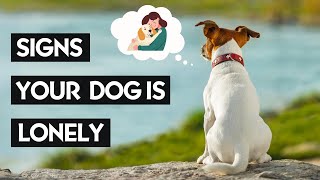 10 Signs Of Loneliness In Dogs You Should NEVER IGNORE