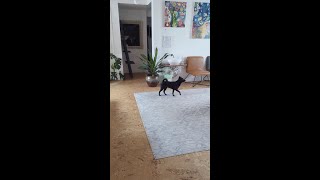 Schipperke plays 'find the toy' by Truffle the Schipperke 227 views 1 year ago 1 minute, 6 seconds