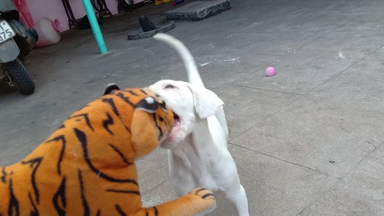 tiger hunting dog